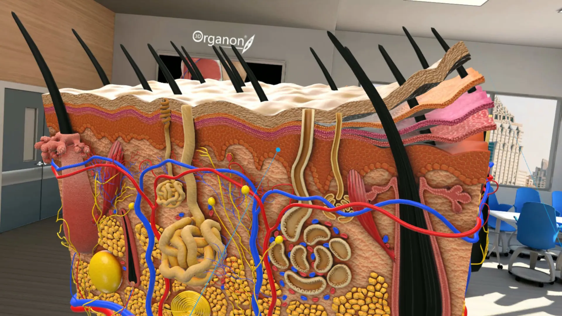 图片[5]-3D Organon VR 人体解剖学 VR-侠趣网